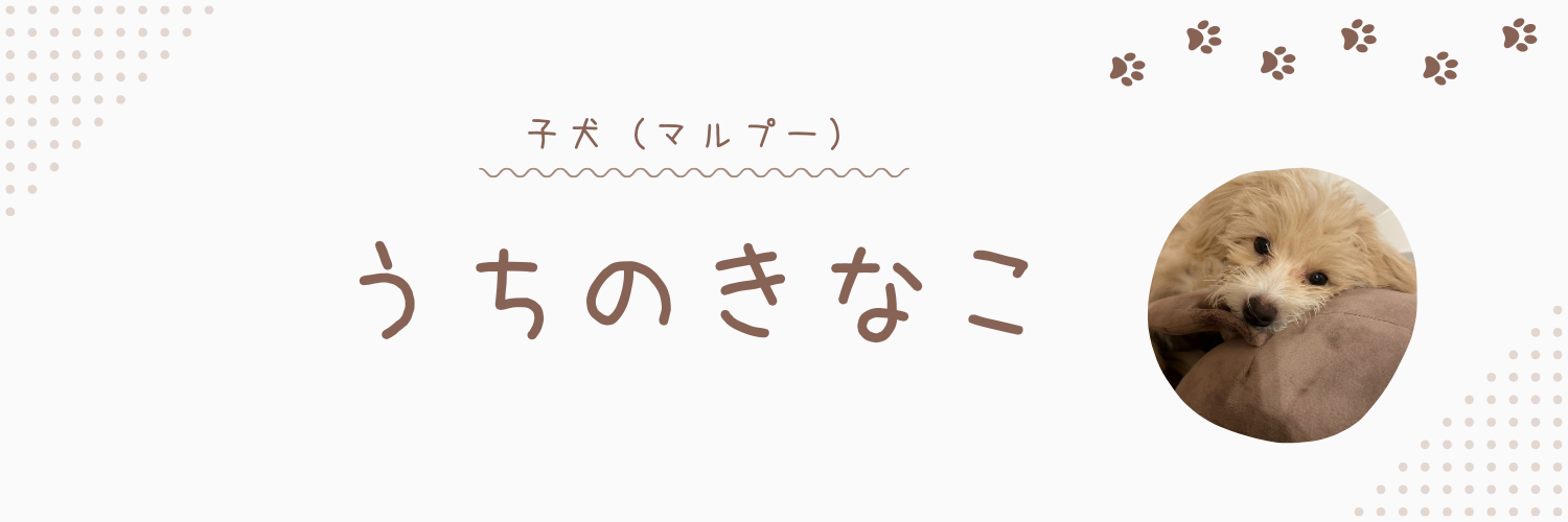 うちのきなこ